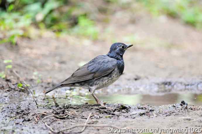 雄性乌灰鸫 雄性乌灰鸫