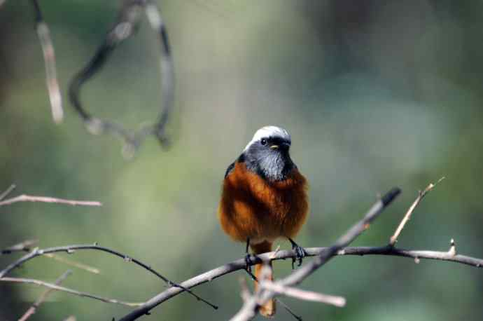 雄性北红尾鸲(9) 雄性北红尾鸲(9)