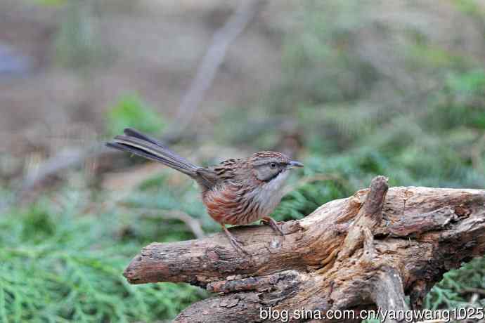 山鹛（记录版）