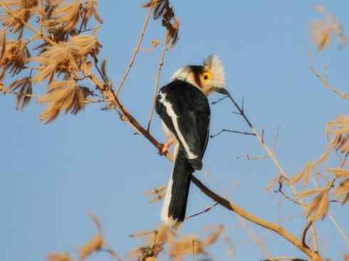 白头鸟系列:另类的美丽6 白头鸟系列:另类的美丽6
