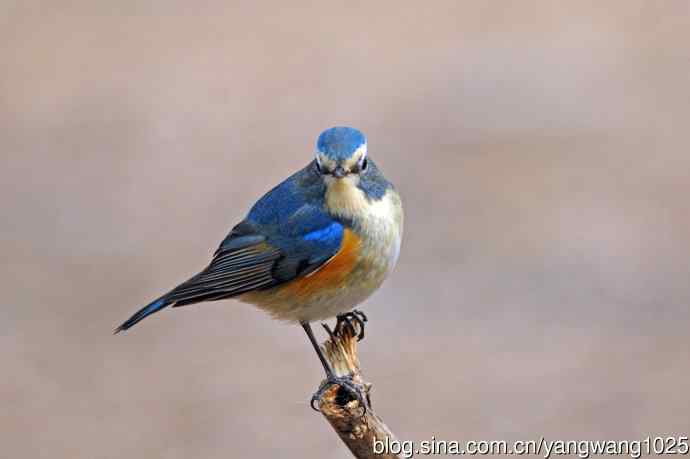 雄性红胁蓝尾鸲（23）