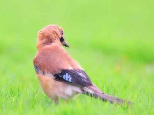 家禽驯化之源之二十九