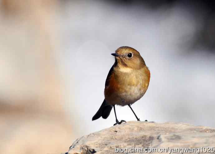 雌性红胁蓝尾鸲(31) 雌性红胁蓝尾鸲(31)