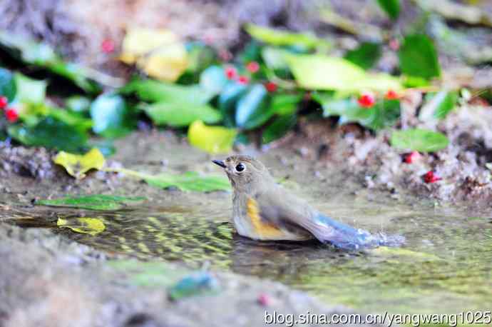 雌性红胁蓝尾鸲（50）