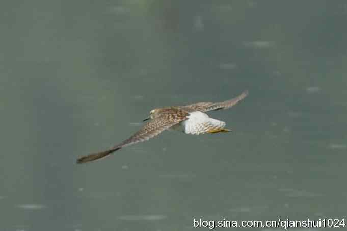 鸟儿快乐.人更快乐(沙河.奥体公园)