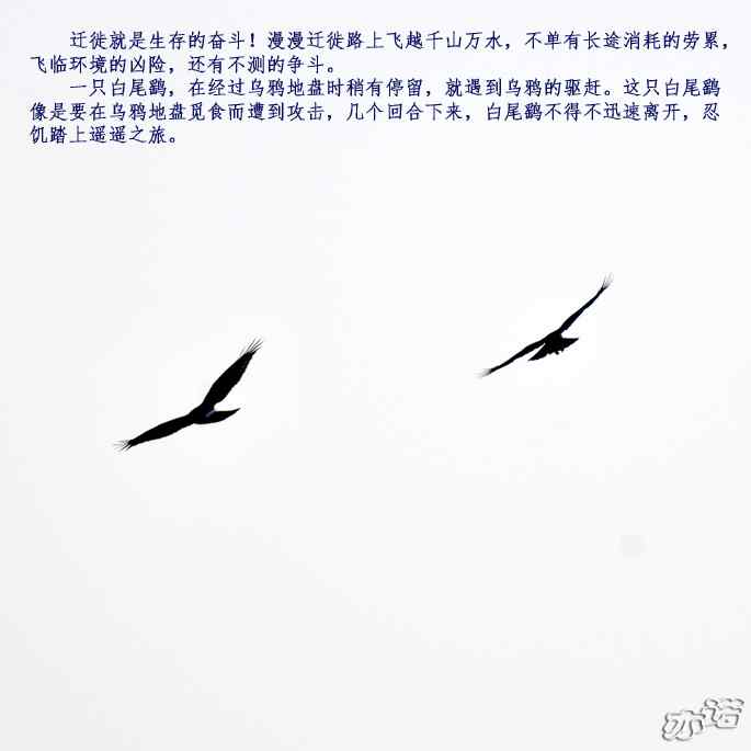 北京西山 wbr路 wbr拦路的乌鸦 北京西山 wbr路 wbr拦路的乌鸦