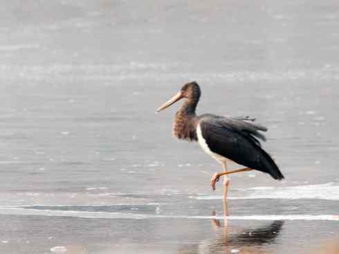 五百分之八的黑鹳