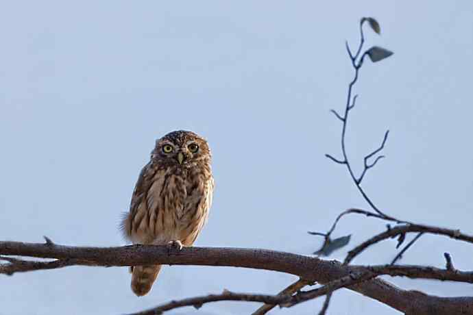 游隼凶残（野鸭湖纪实）