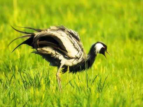自然奇观：动物大迁徙(鹤类)