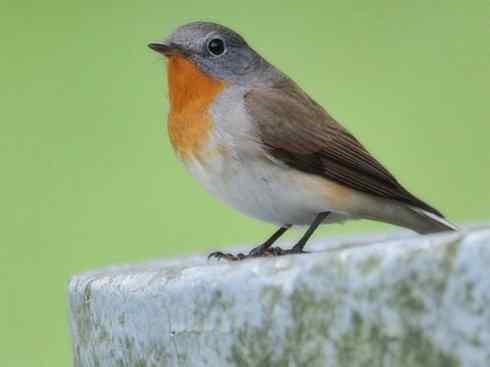 美丽无罪：雀鸟之姬鹟