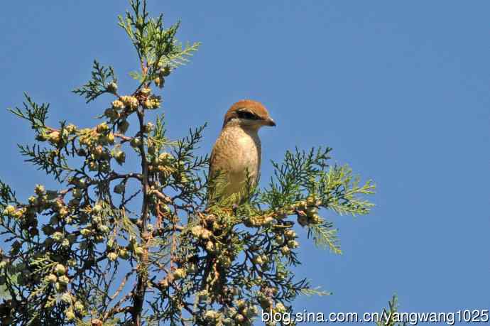 虎纹伯劳(1) 虎纹伯劳(1)