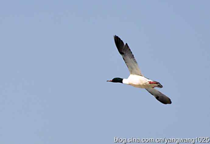 颐和园的收获（绿头鸭）