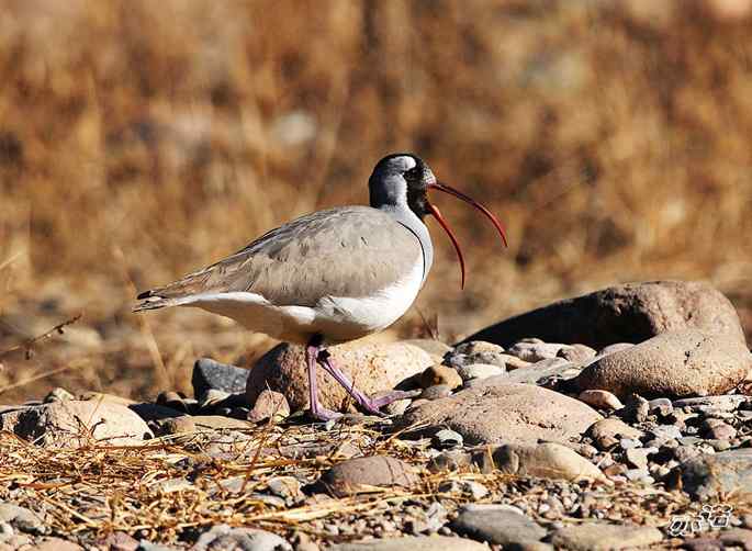 白河峡谷 wbr路 wbr鹮(huán wbr)嘴鹬(yù) 白河峡谷 wbr路 wbr鹮(huán wbr)嘴鹬(yù)