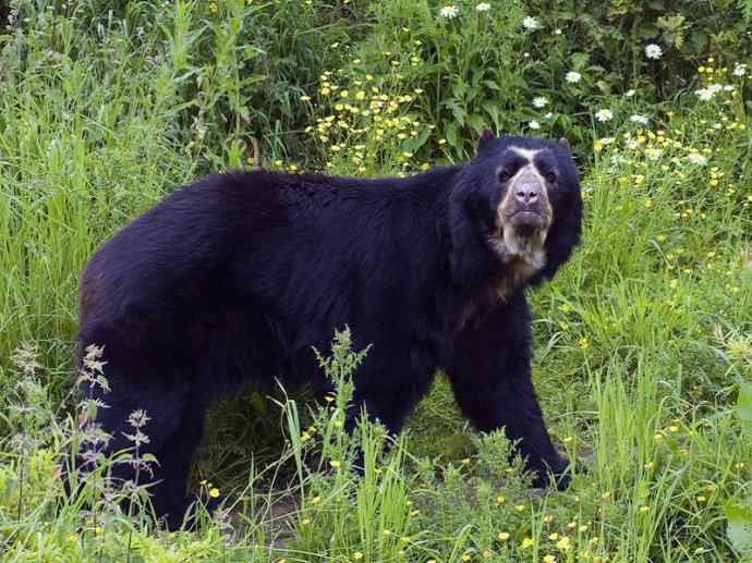盘点十二大著名食蚁动物：懒熊