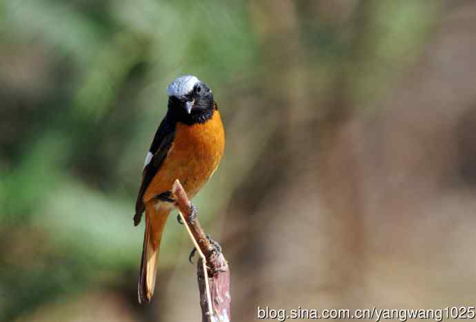 雄性北红尾鸲（11）