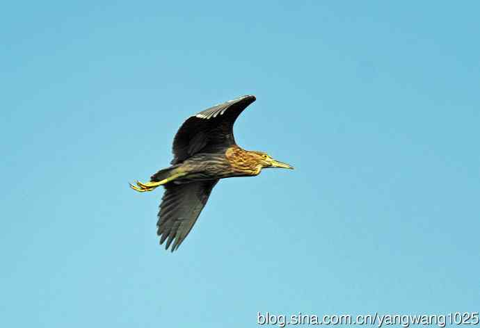 飞(夜鹭)72 飞(夜鹭)72