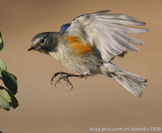 大卫携红胁GG飞版拜年