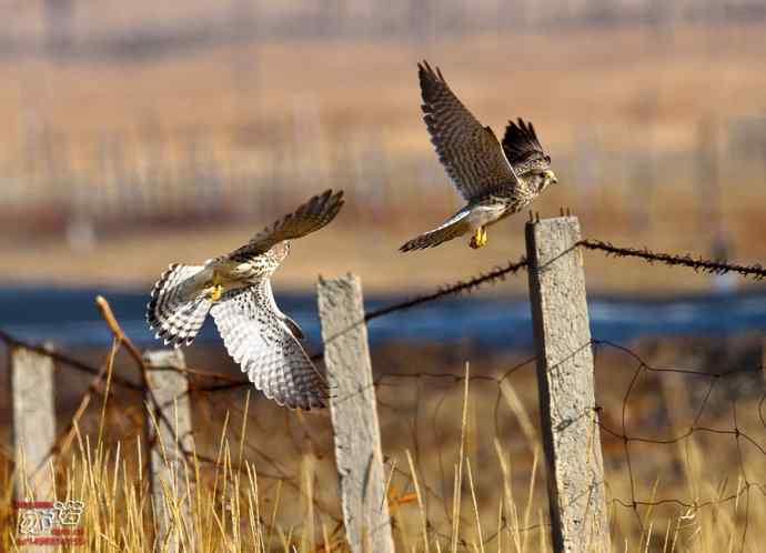 达里湖 wbr路 wbr红隼 达里湖 wbr路 wbr红隼