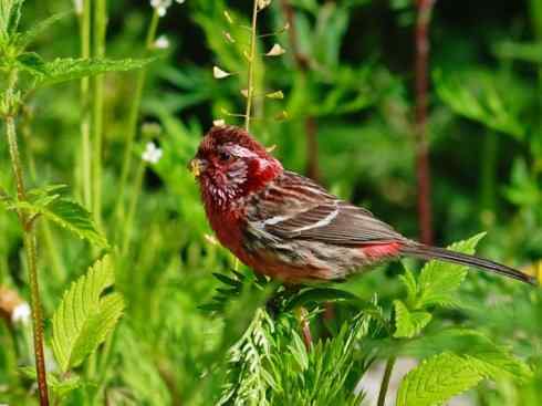 美丽无罪：雀鸟之雀类