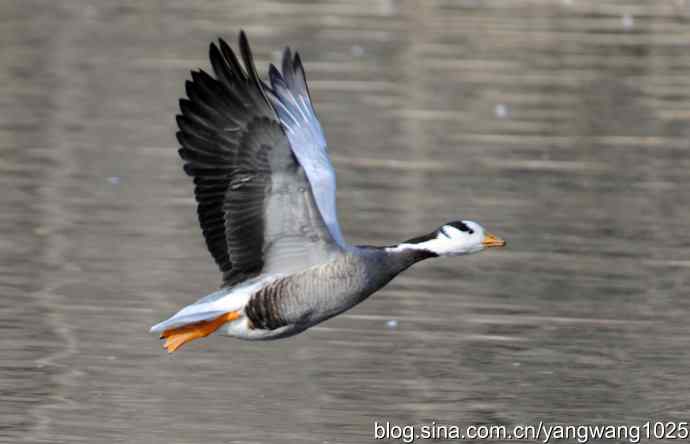 水面飞行的斑头雁
