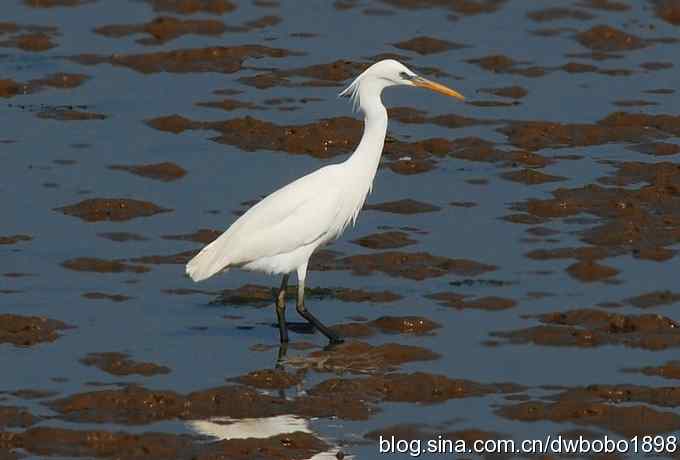 偶遇濒危珍禽-唐白鹭