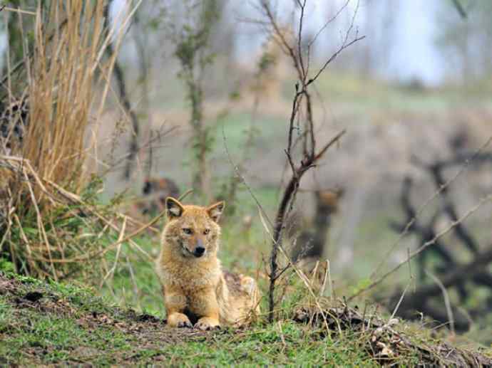 犬科:犬亚科犬属之金豺、黑背豺(胡狼类) 犬科:犬亚科犬属之金豺、黑背豺(胡狼类)