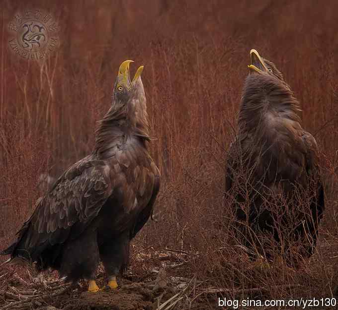 难忘断背山（组图，一个视频，20张图片）