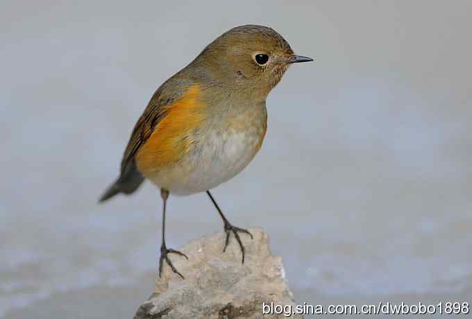 这个红红很有趣儿