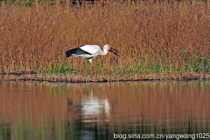 捕鱼进餐的东方白鹳