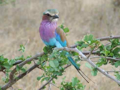 绝色攀禽：佛法僧目之佛法僧2