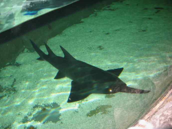 鱼类活化石:锯鳐 鱼类活化石:锯鳐