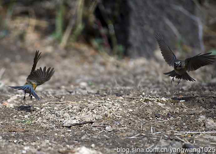北京动物园的鸟类——红胁蓝尾鸲（雌性）