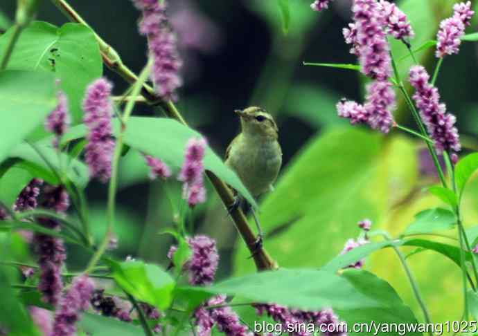 今秋第一次拍侯鸟儿（黑眉苇莺）