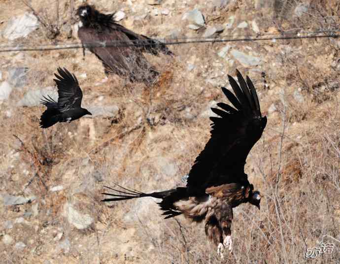 永定河峡谷拍鸟——鸦鹫之逐