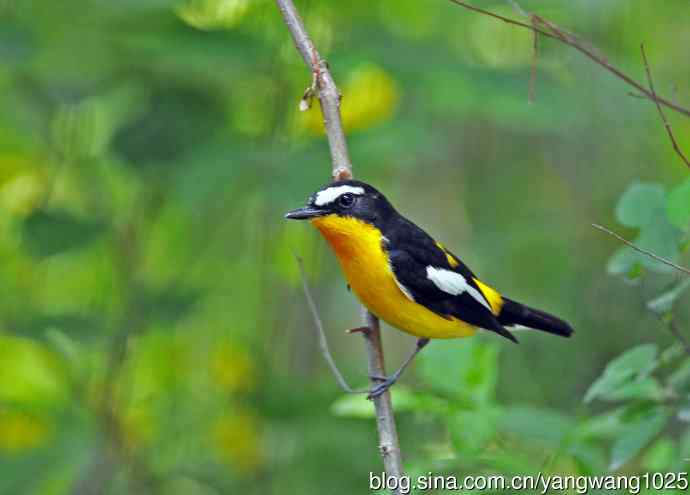 雄性白眉姬鹟（1）