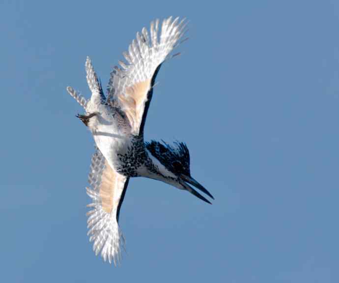 一次拍鸟会友的愉快经历