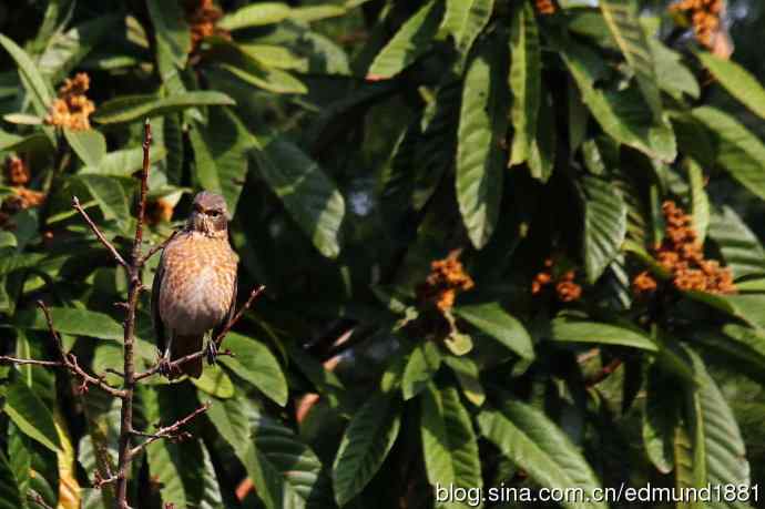 初哥守株待兔之收获