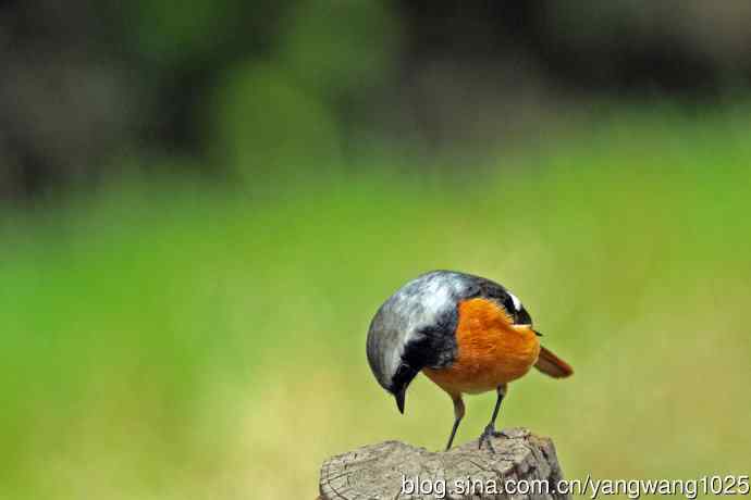 雄性北红尾鸲（34）