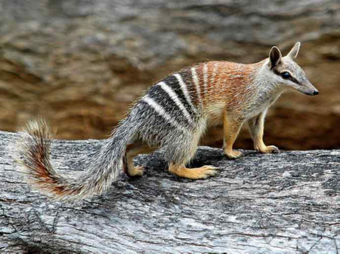 盘点十二大著名食蚁动物：袋食蚁兽