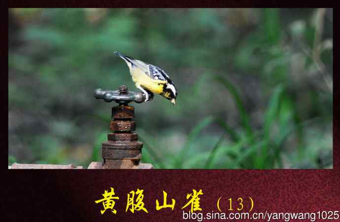 黄腹山雀（13）