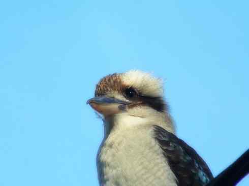 天生猎手：非猛禽类猎手之二（雀鸟也是屠夫——伯劳）