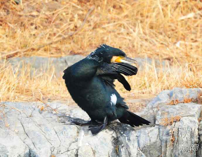 自我陶醉的鸬鹚 自我陶醉的鸬鹚