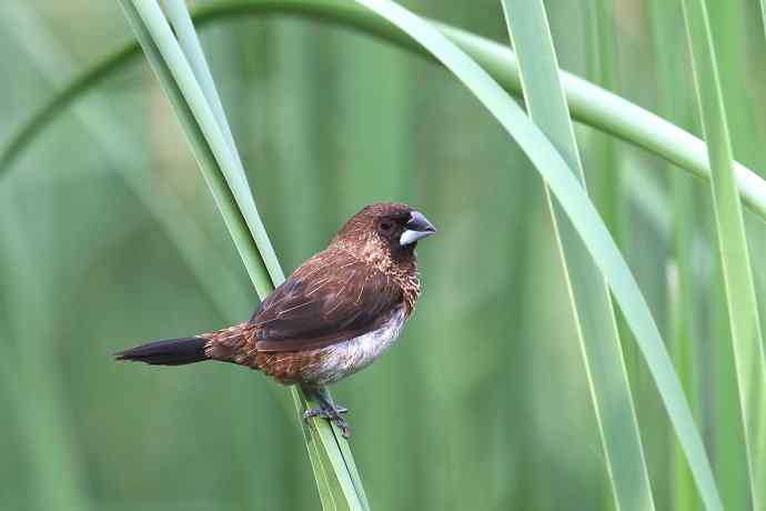 摄鸟拾趣（十） wbr白腰文鸟