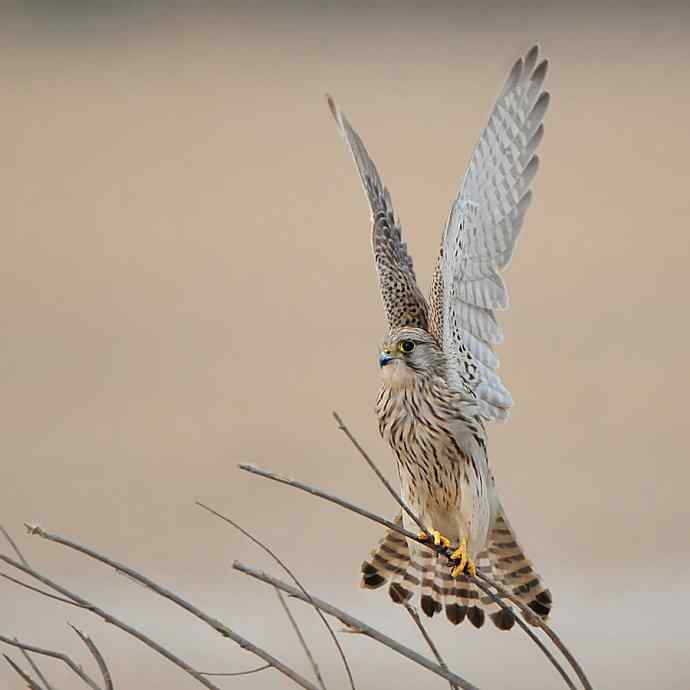 野鸭湖10月15日收获