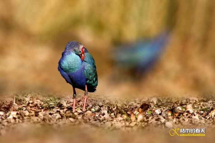 悠闲的鈥溩纤︹