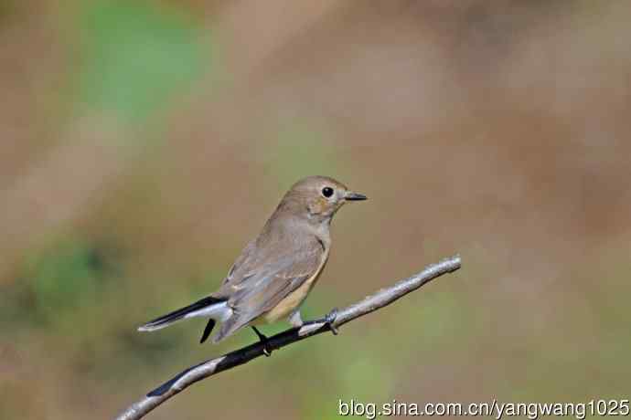 秋天的红喉姬鹟（11）