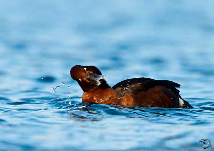 颐和园的白眼潜鸭