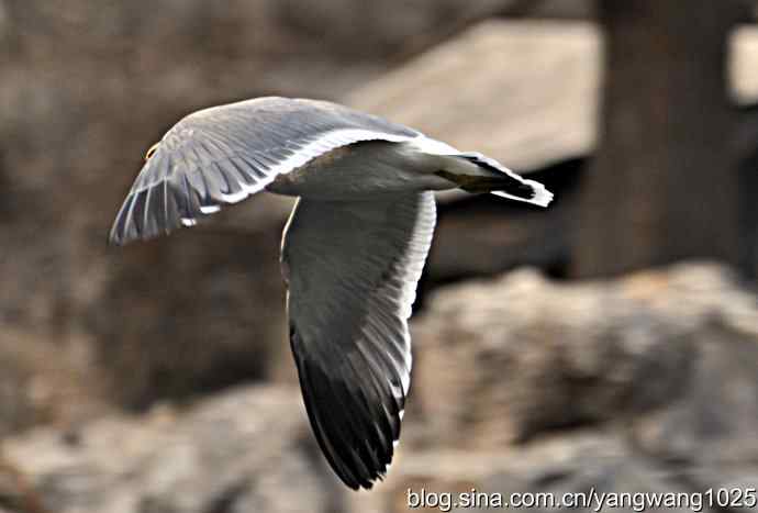 北京动物园的鸟类——飞（海鸥）7
