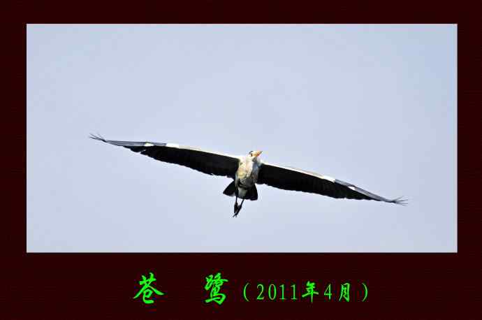 苍鹭（2011年4月）