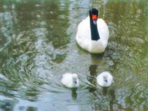 奇特的盔：黑颈天鹅